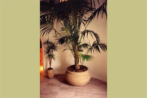 Petra Planters & vases 2 Concrete Creations 